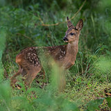 Roe deer